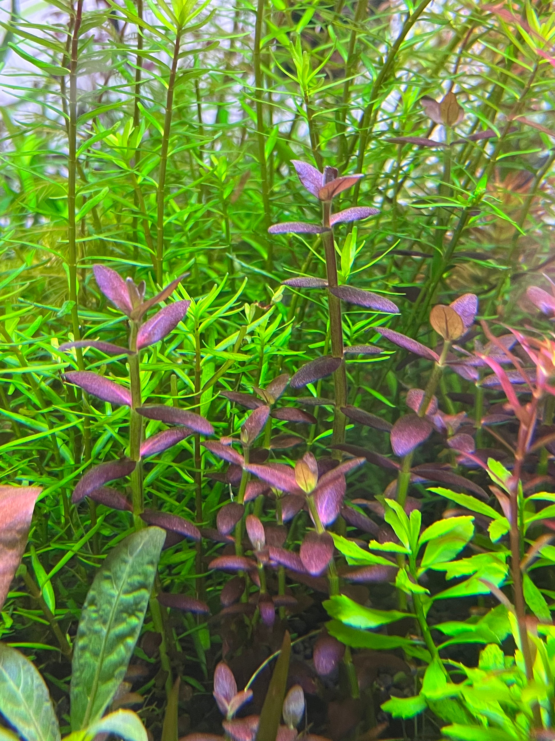 Bacopa Salzmannii Purple SG