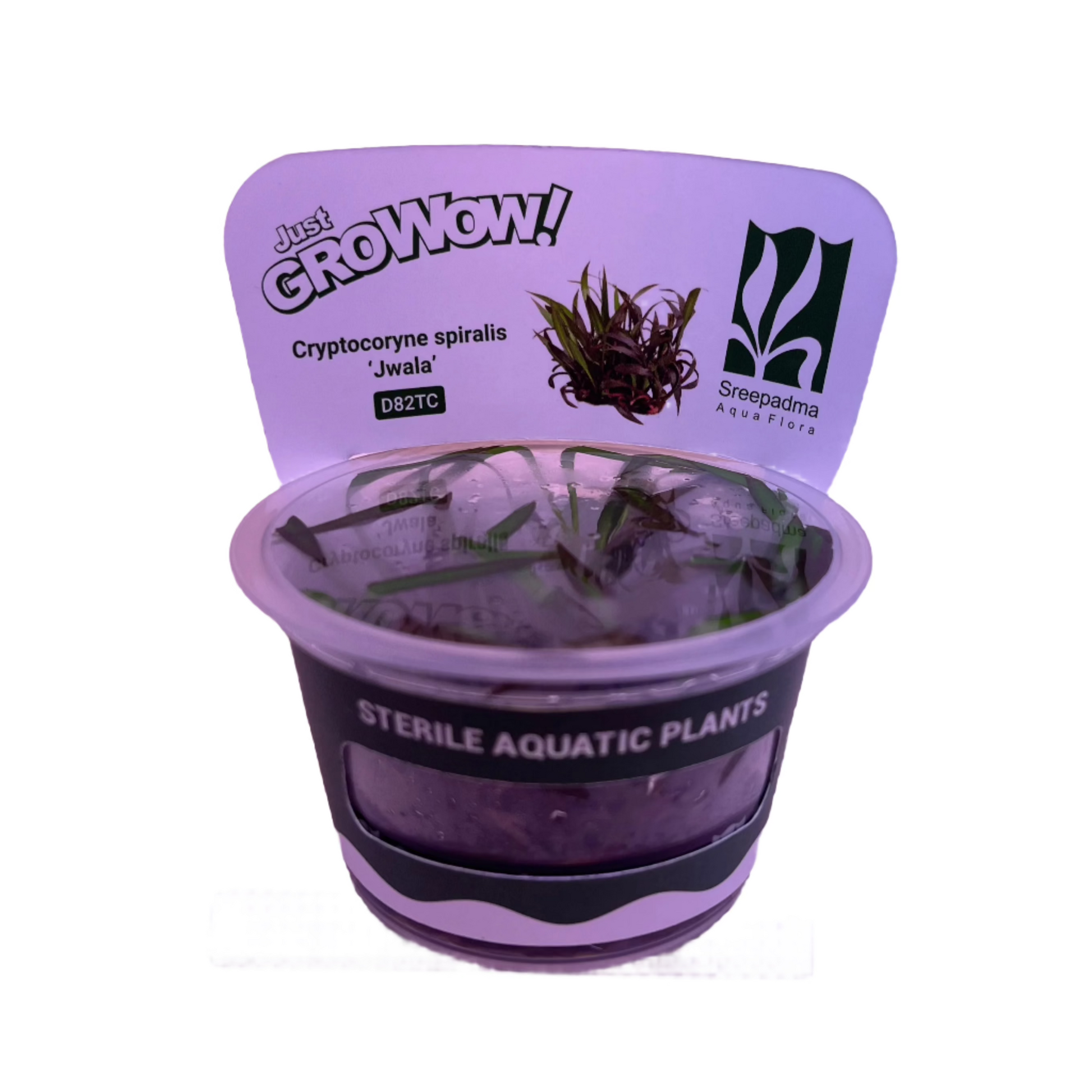 Cryptocoryne spiralis Jwala – Cherries Nature Aquarium Cryptocoryne spiralis Jwala – Cherries Nature Aquarium