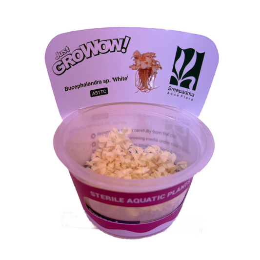 Bucephalandra sp. White-Cherries Nature Aquarium