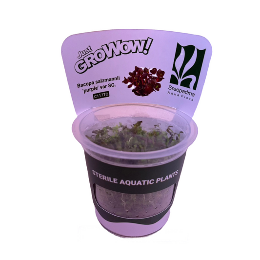 Bacopa Salzmannii Purple SG-Cherries Nature Aquarium