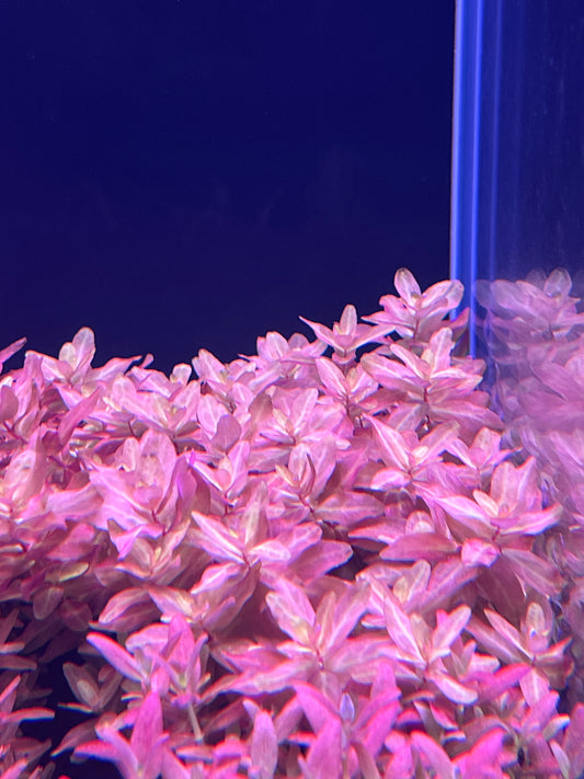 Rotala Macrandra 'Compact'-Cherries Nature Aquarium
