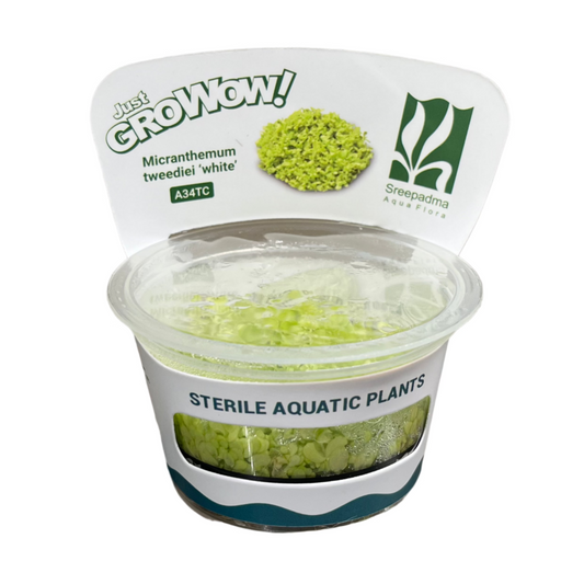 Micranthemum tweediei ‘ White’-Cherries Nature Aquarium