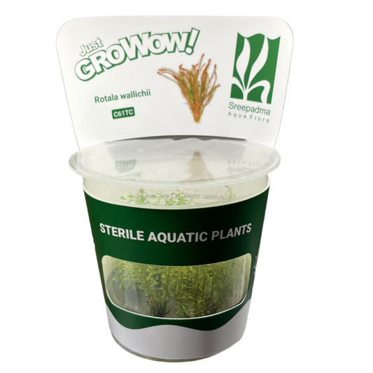 Rotala wallichii-Cherries Nature Aquarium