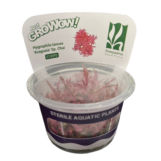 Hygrophila araguaia 'Chai'