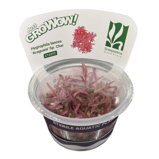 Hygrophila araguaia 'Chai'