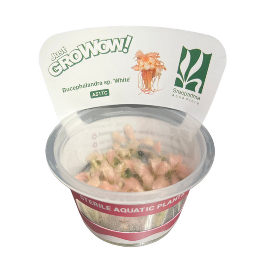 Bucephalandra sp. White