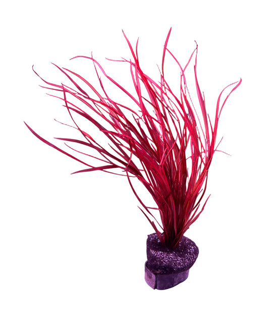 Potamogeton Octandrus Red