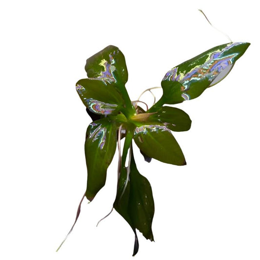 Echinodorus Igazu-Cherries Nature Aquarium