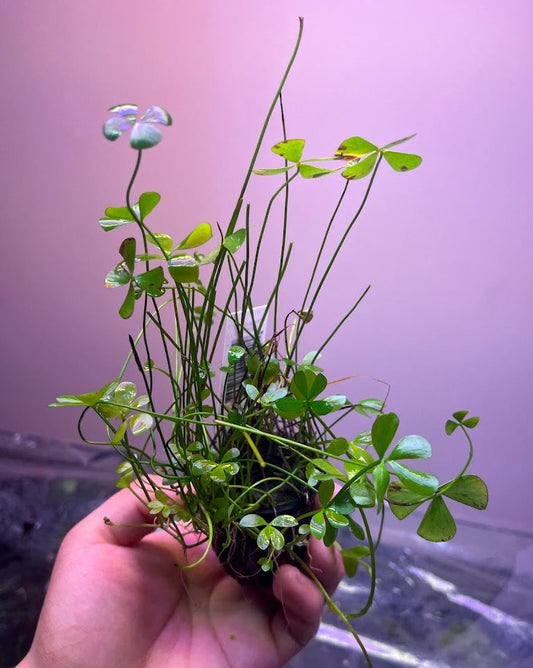 Marsilea Quadrifolia-Cherries Nature Aquarium