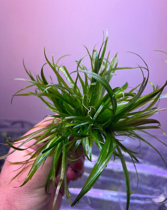 Blyxa Japonica-Cherries Nature Aquarium