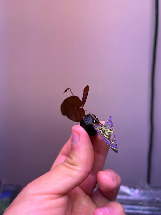 Nymphaea Rubra-Cherries Nature Aquarium