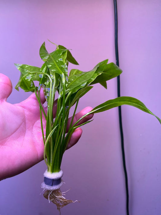 Echinodorus amazonicus-Cherries Nature Aquarium