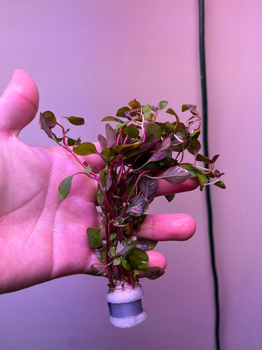 Ludwigia palustris super red-Cherries Nature Aquarium