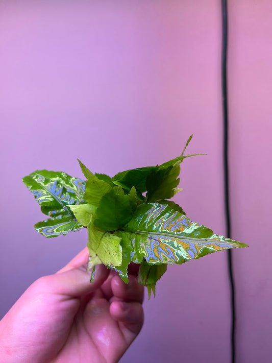 Bolbitis heteroclite asiatica-Cherries Nature Aquarium