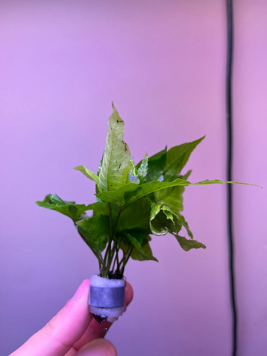 Bolbitis heteroclite asiatica-Cherries Nature Aquarium