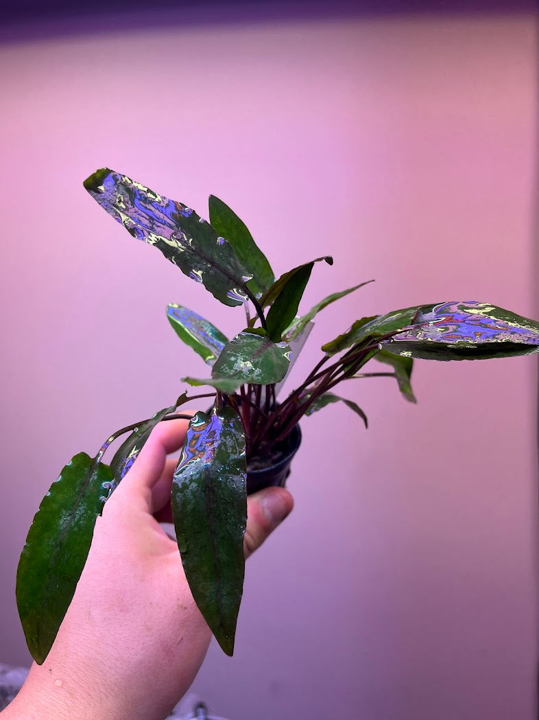 Cryptocoryne x becketii-petchii