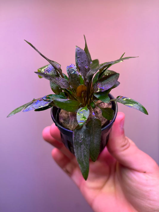 Cryptocoryne wendtii Indonesia-Cherries Nature Aquarium