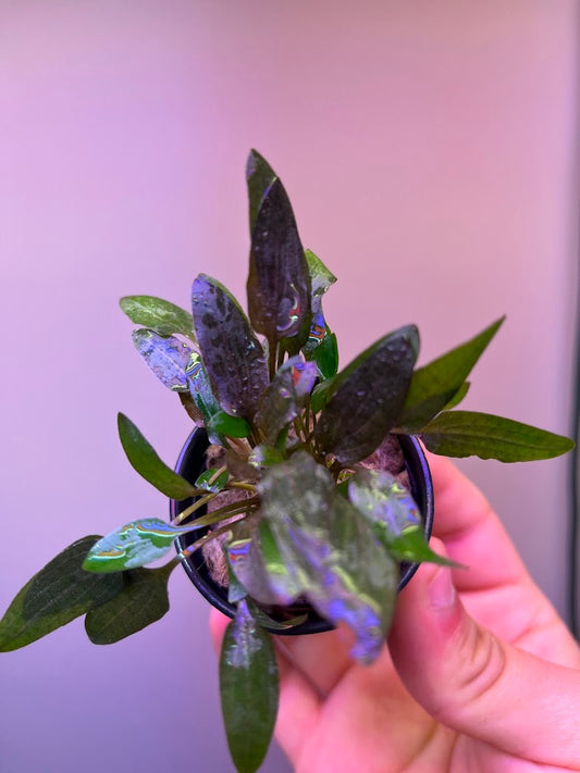Cryptocoryne wendtii Indonesia-Cherries Nature Aquarium