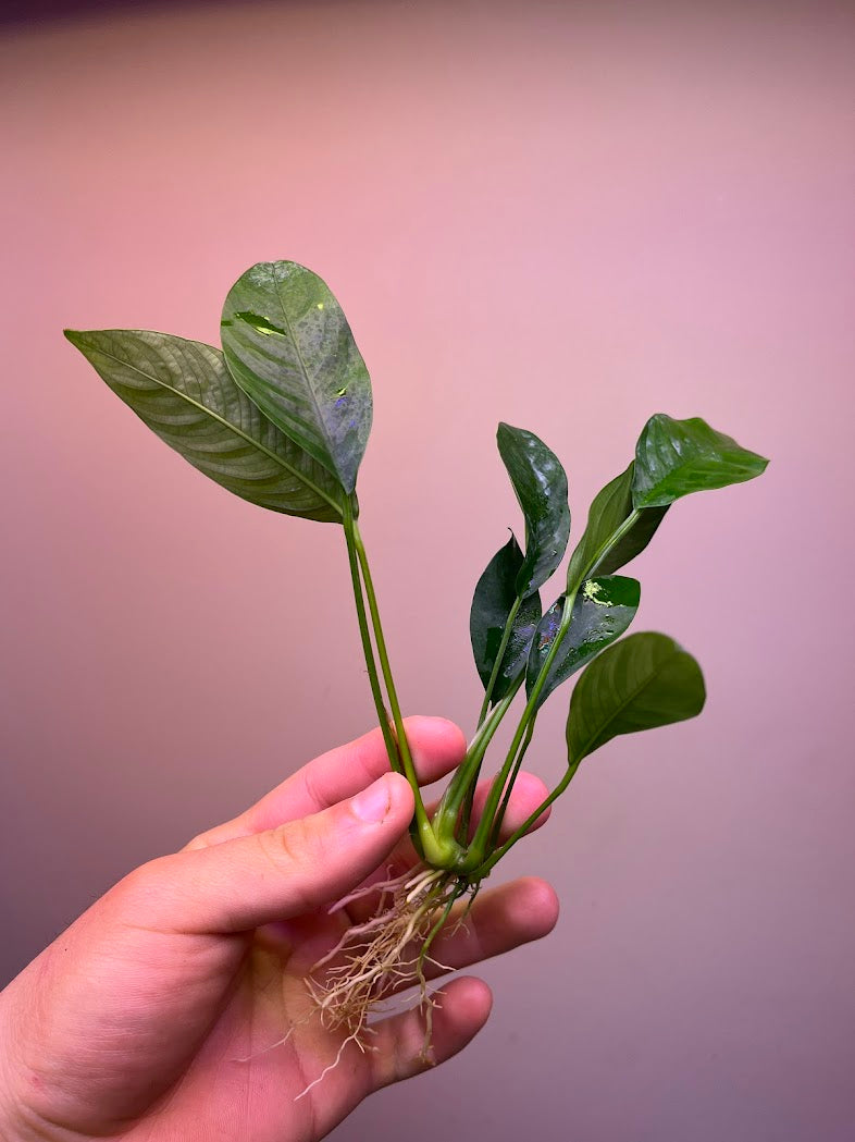 Anubias congensis