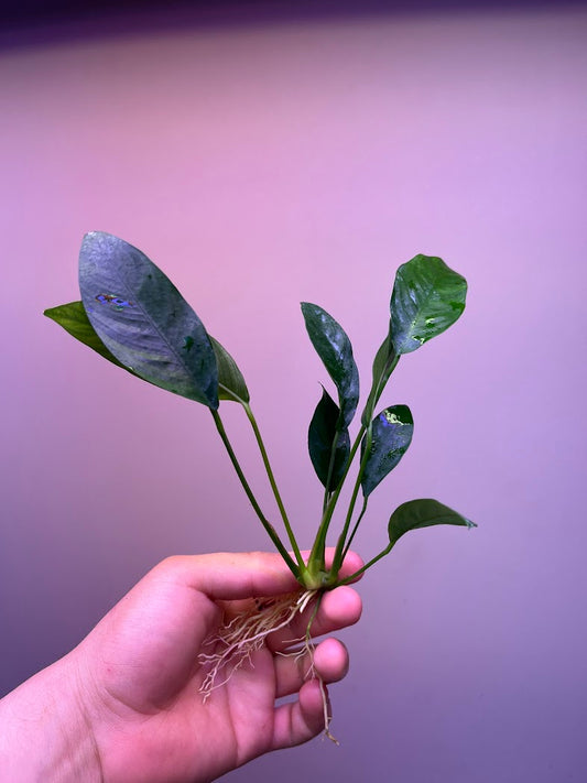 Anubias congensis-Cherries Nature Aquarium