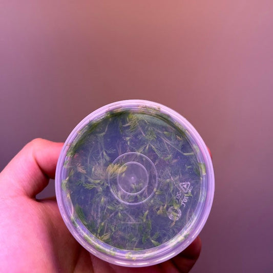 Myriophyllum elatinoides (Snowflake)-Cherries Nature Aquarium