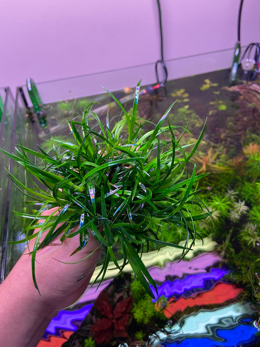 Eriocaulon Vietnam-Cherries Nature Aquarium