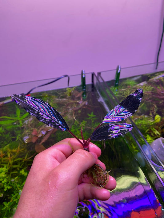 Bucephalandra Kishii (Dark Skeleton King)-Cherries Nature Aquarium