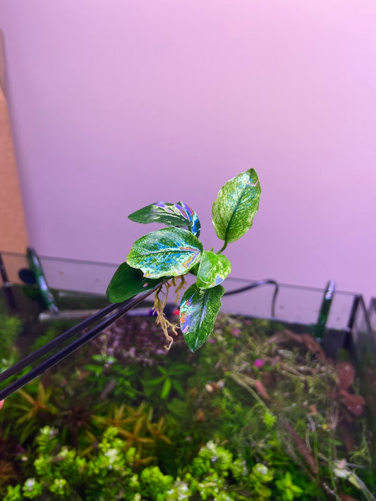 Anubias Pinto-Cherries Nature Aquarium