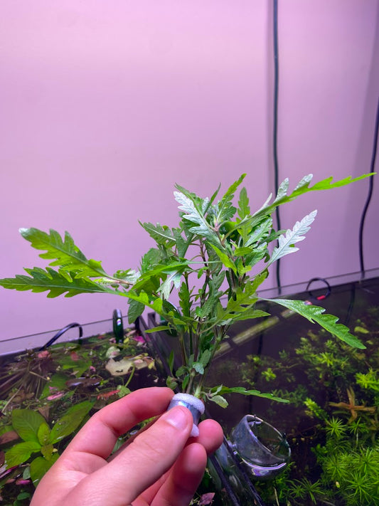 Hygrophila Pinnatifida-Cherries Nature Aquarium