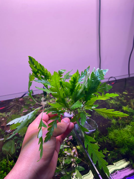 Hygrophila Pinnatifida-Cherries Nature Aquarium