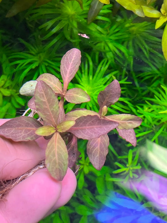 Hygrophila Sp. Quadrivalvis Broad Leaf-Cherries Nature Aquarium