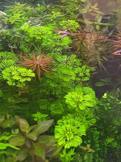 Limnophila Heterophylla-Cherries Nature Aquarium