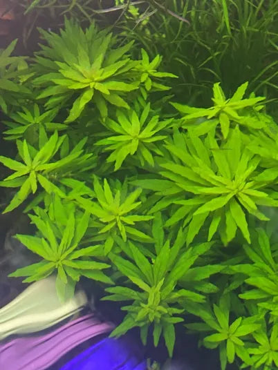 Limnophila Aromatica Mini