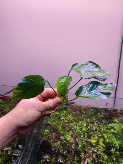 Anubias Nana