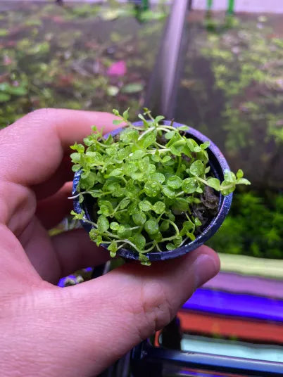 Micranthemum Tweediei 'Monte Carlo'-Cherries Nature Aquarium