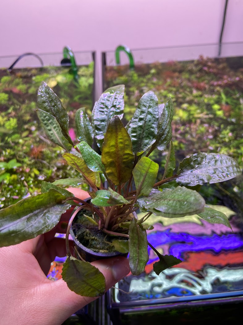 Cryptocoryne Bronze