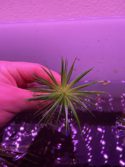 Eriocaulon Polaris-Cherries Nature Aquarium