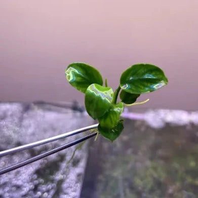Anubias Petite Thai-Cherries Nature Aquarium
