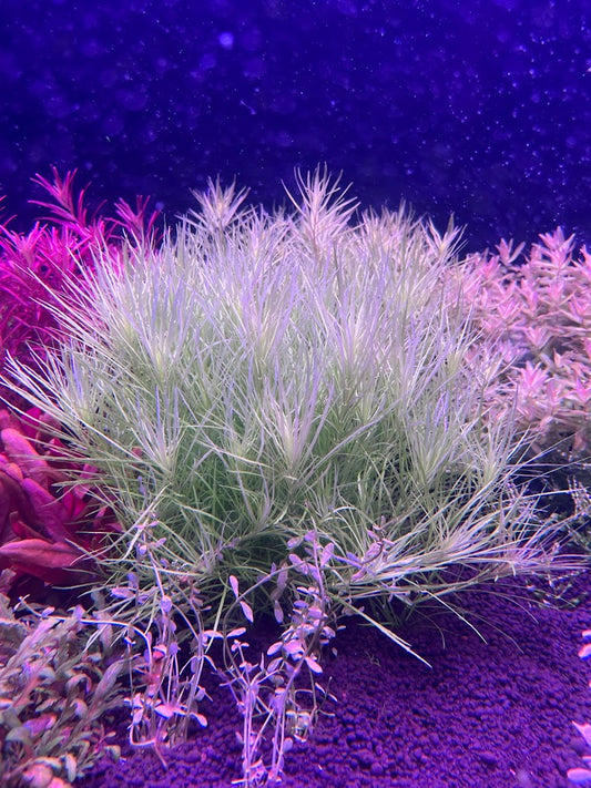 Pogostemon Stellatus 'Dassen'-Cherries Nature Aquarium