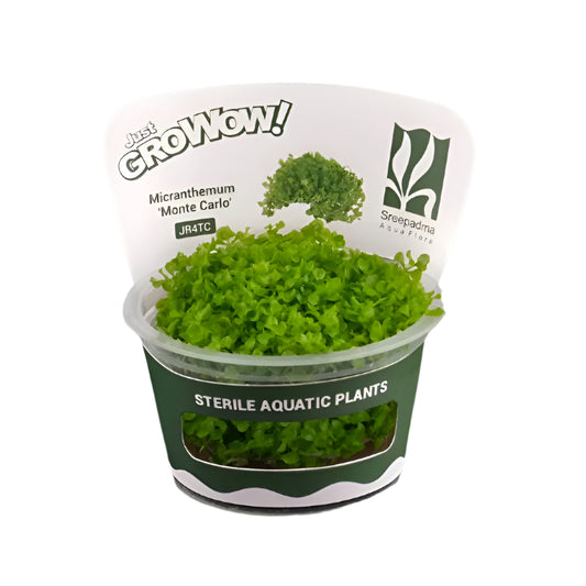 Micranthemum Tweediei 'Monte Carlo'-Cherries Nature Aquarium