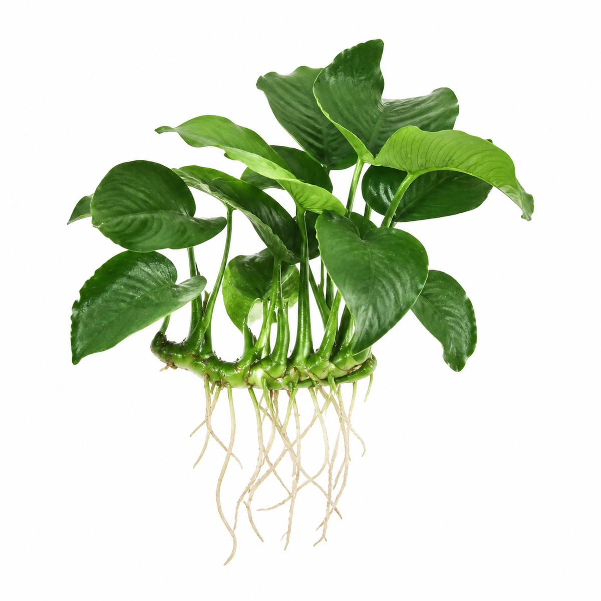 Anubias barteri var. Butterfly live aquarium plant on a white background
