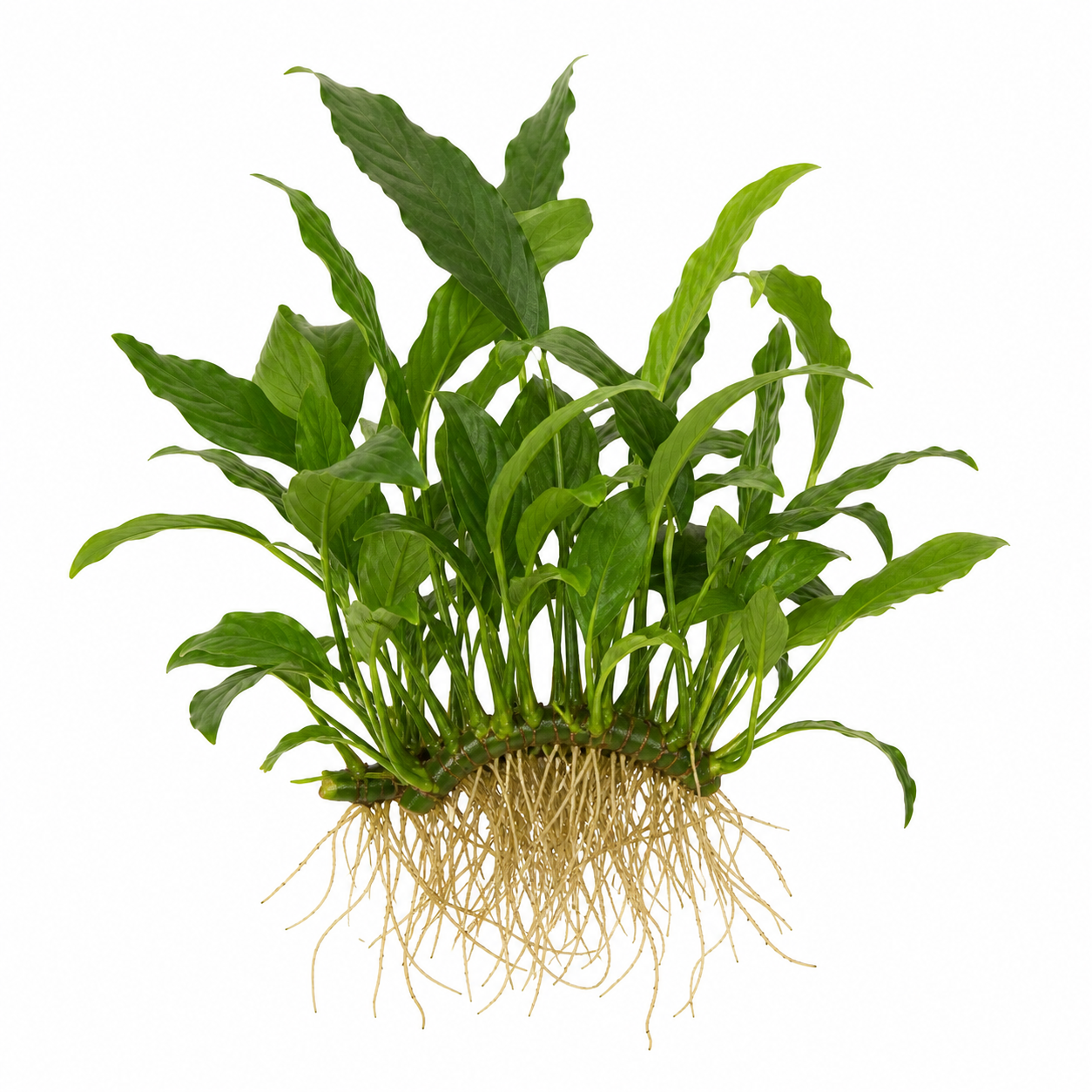 Anubias barteri var. heterophylla tissue culture aquarium plant