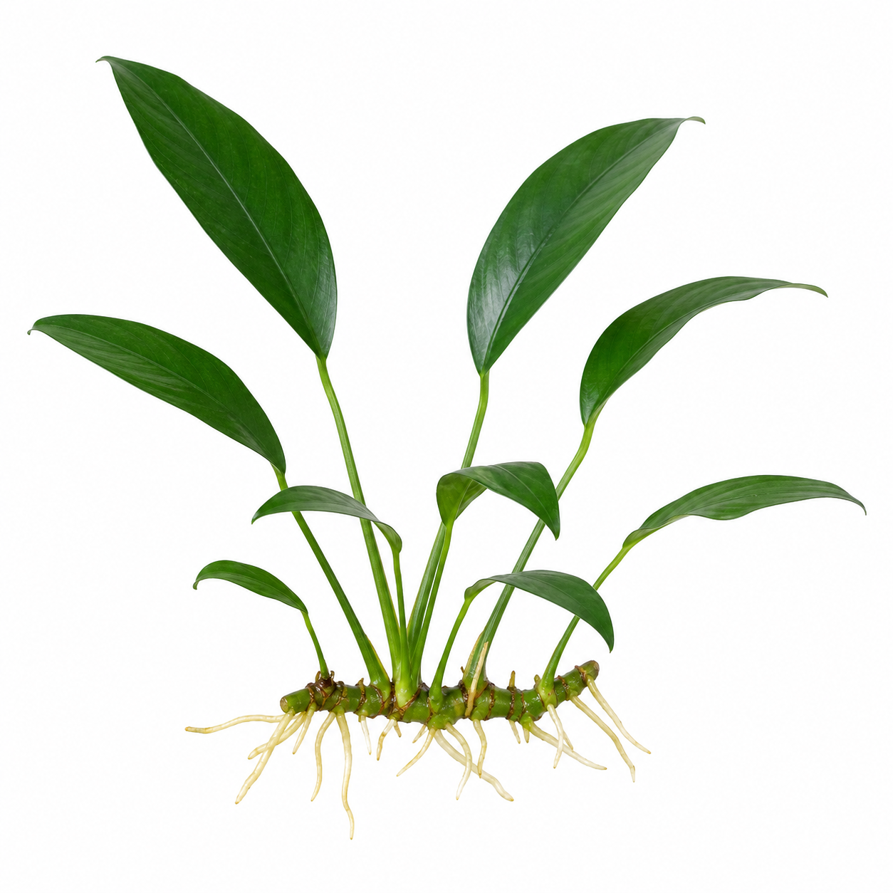 Anubias barteri var. Glabra