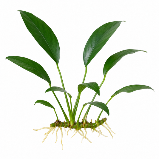 Anubias barteri var. Glabra