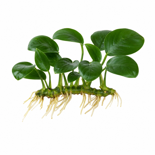 Anubias barteri var. Nana