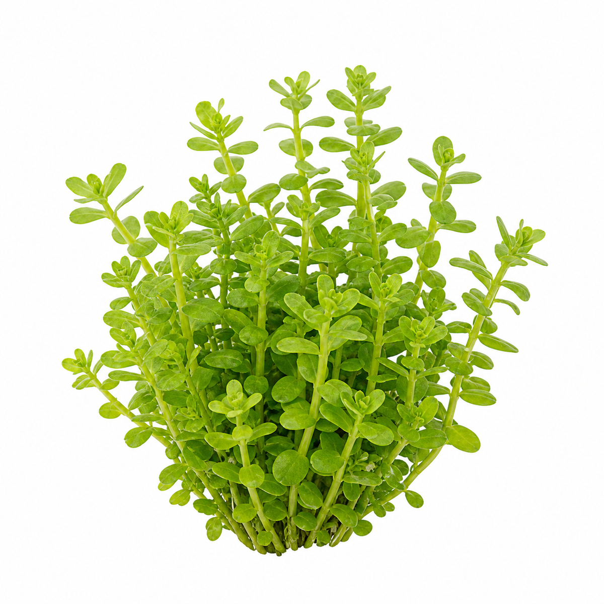 Bacopa monnieri 'Green' live aquarium plant on a white background