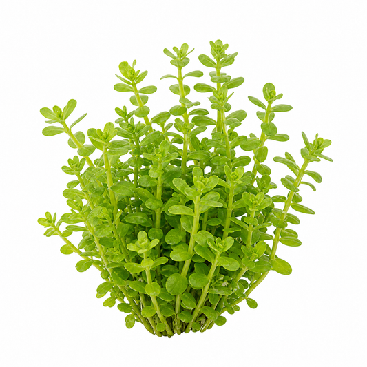 Bacopa monnieri 'Green' live aquarium plant on a white background