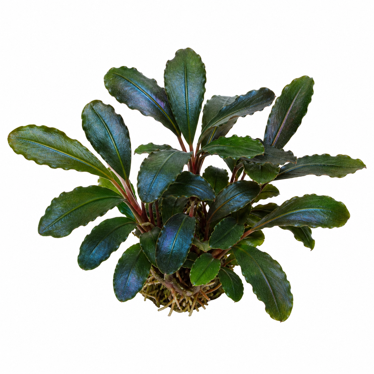 Bucephalandra 'Broad leaf' live aquarium plant on a white background