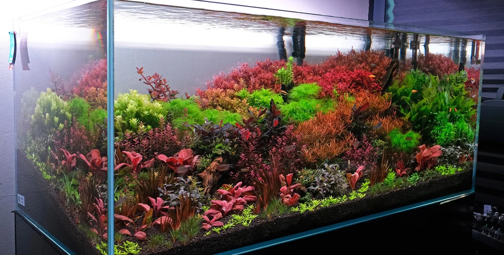 Closer view of a rimless aquarium filled with red and green aquatic plants
