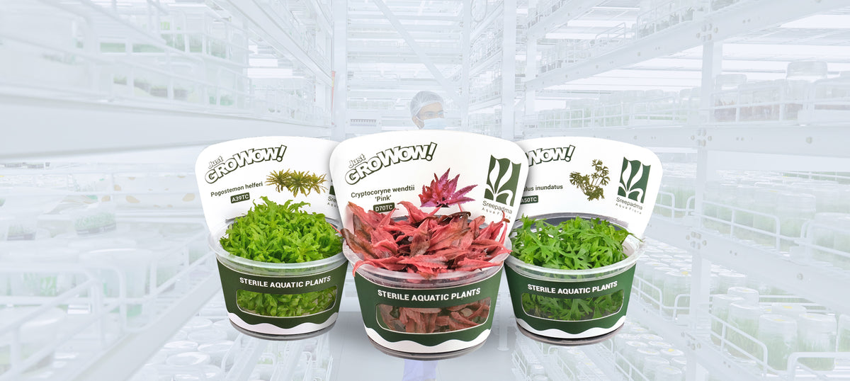 Sreepadma Aqua Flora GroWoW tissue culture cups with healthy aquatic plants in front of the tissue culture laboratory.